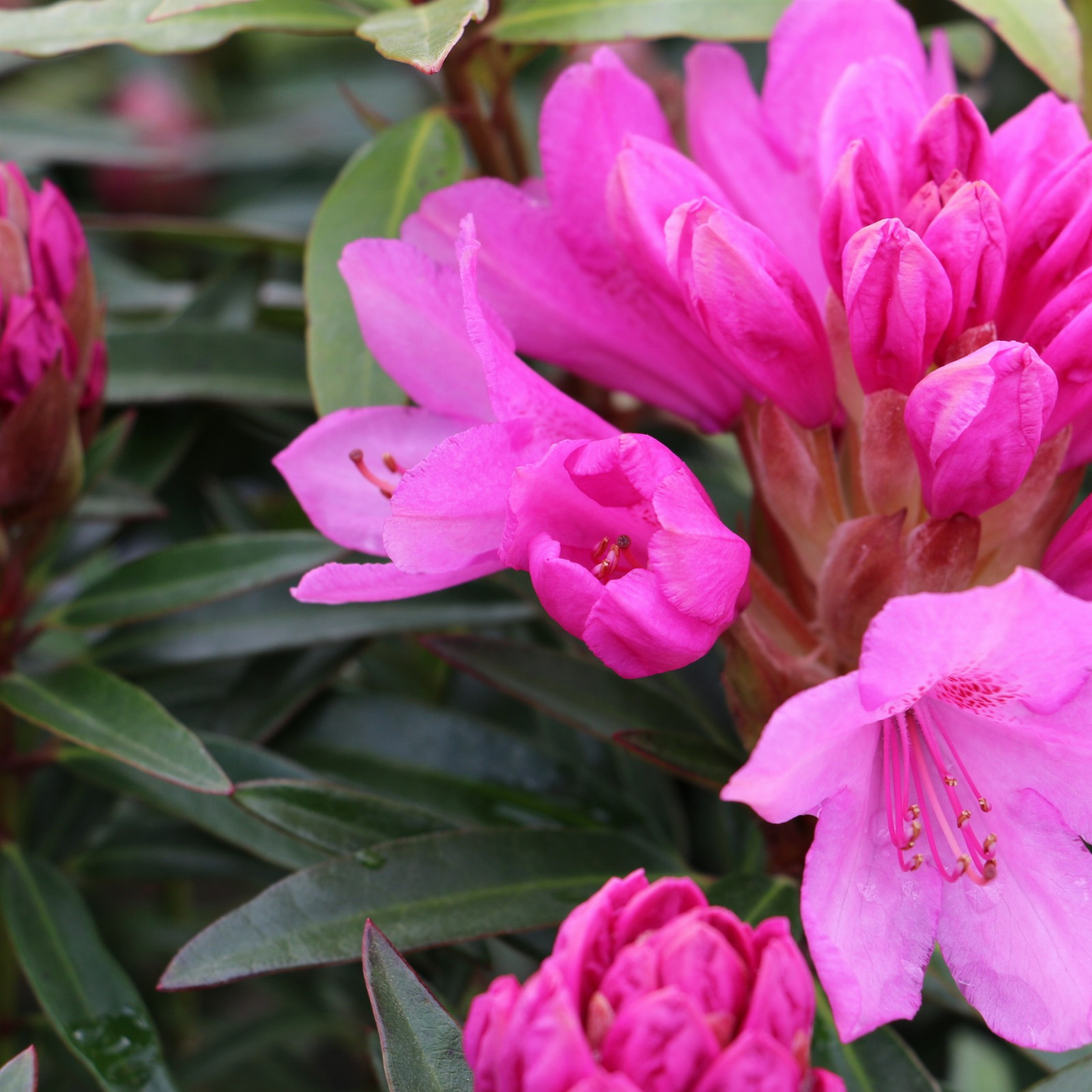 RHODODENDRON 'Graziella' en Avril