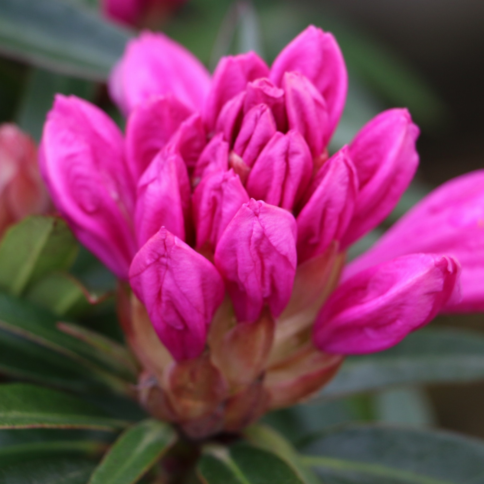 RHODODENDRON 'Graziella' en Avril