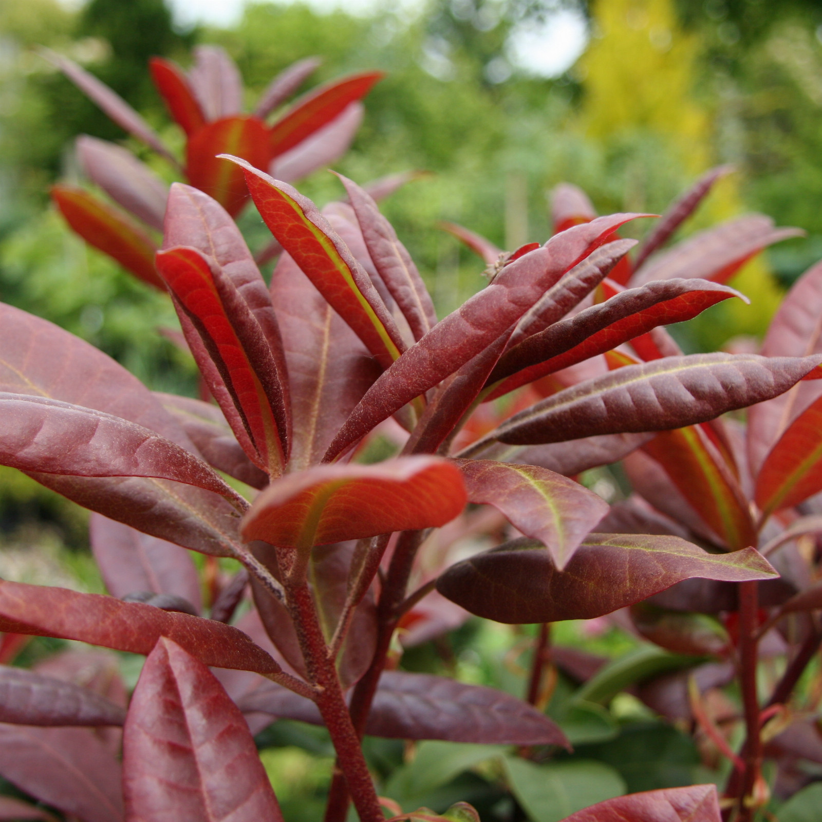 RHODODENDRON 'Moser's Maroon' en Juin