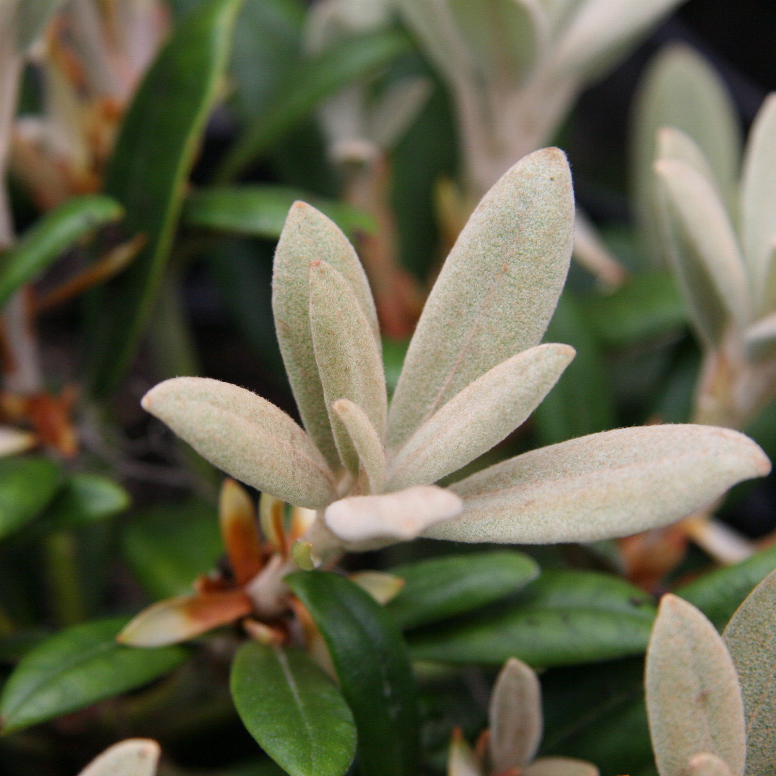 RHODODENDRON yakushimanum en Mai