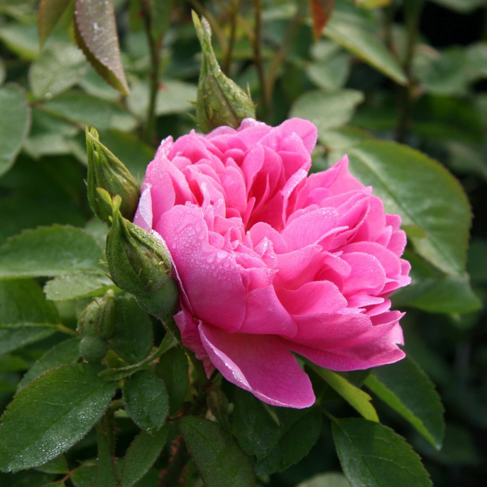 ROSA 'Englands Rose' en Juin