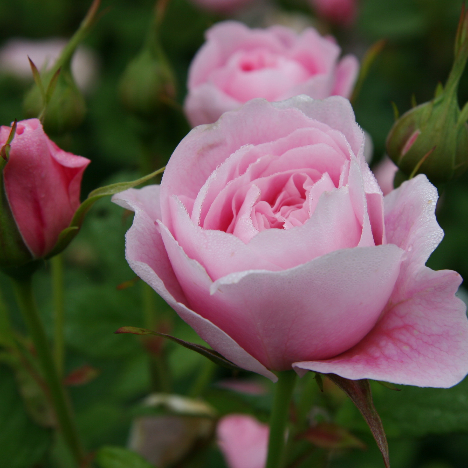 ROSA 'Queen Anne' en Juin