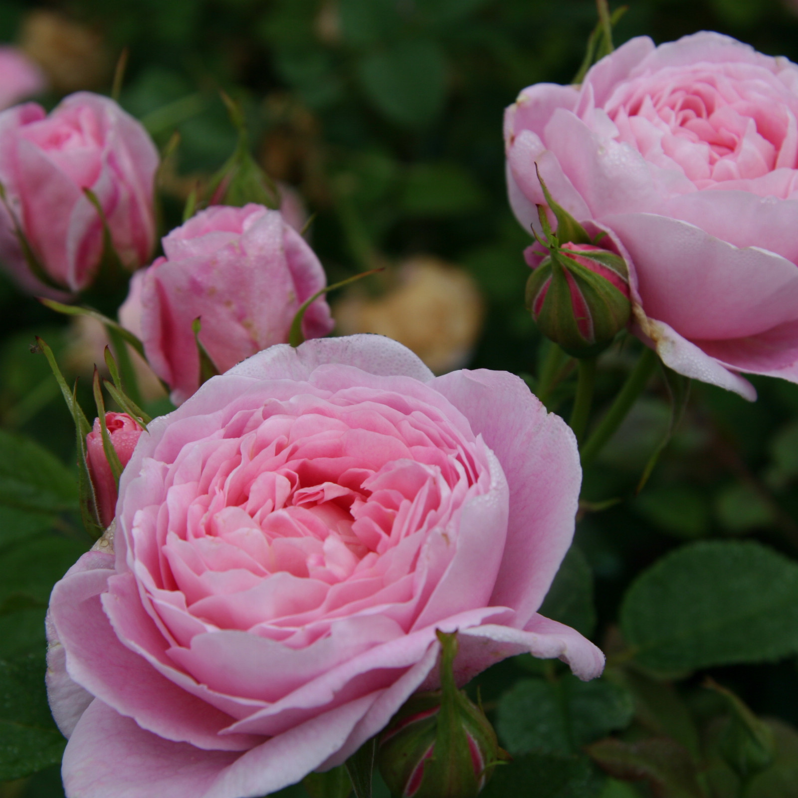 ROSA 'Queen Anne' en Juillet