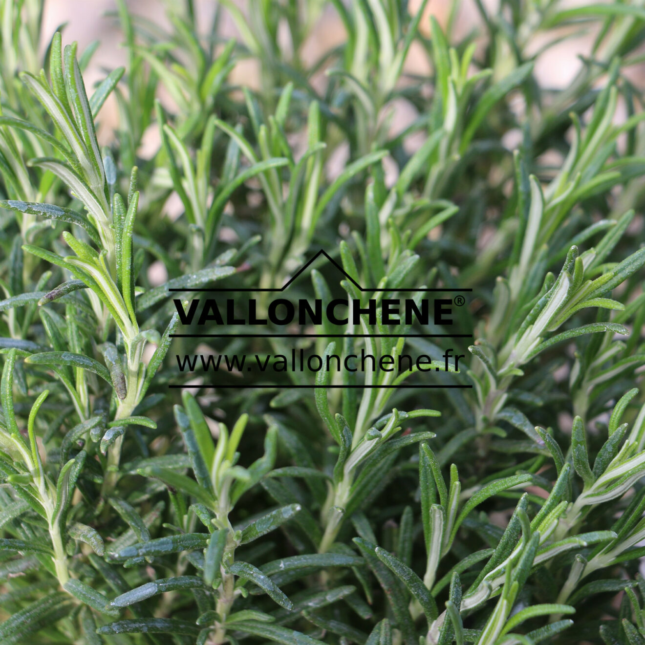 rosmarinus-officinalis-rosemary