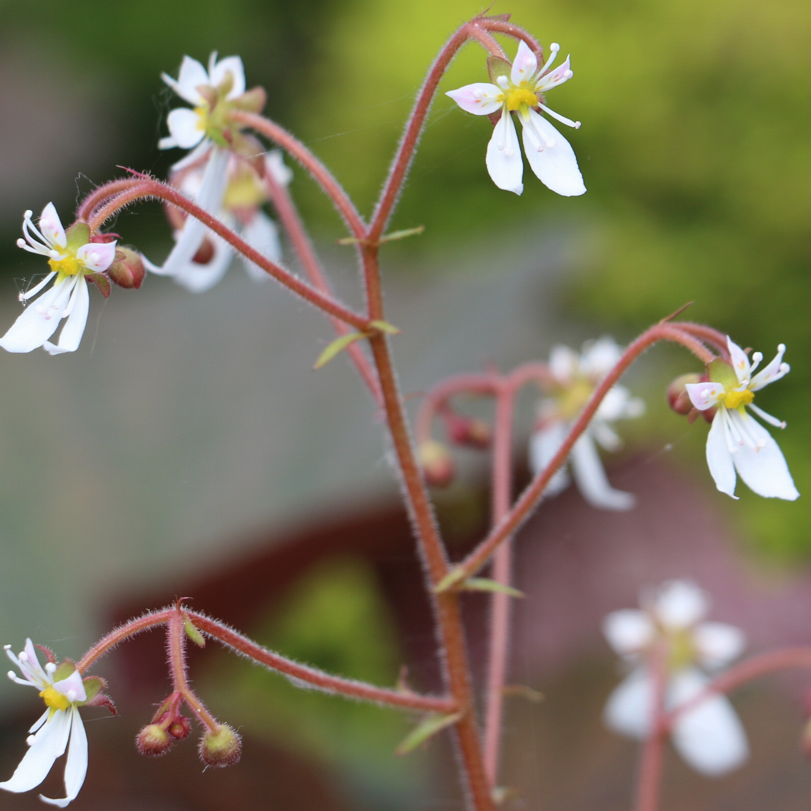 SAXIFRAGA fortunei en Mai