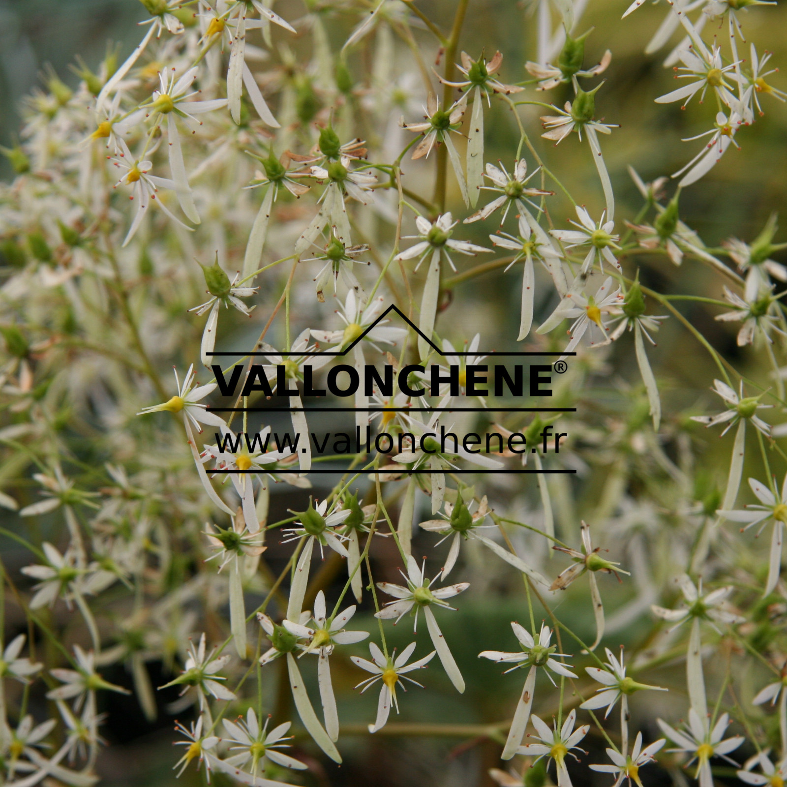 SAXIFRAGA fortunei 'Wada' en Octobre