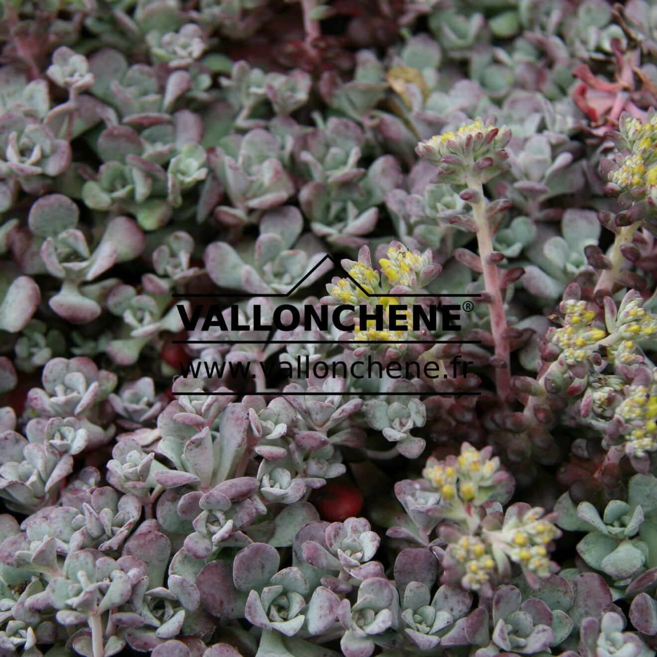 Sedum Spathulifolium Purpureum 9882