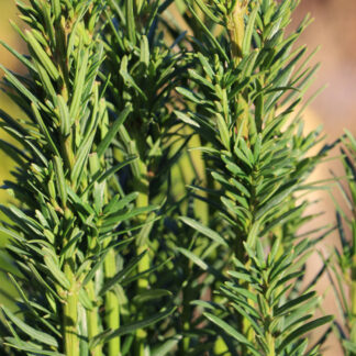 TAXUS baccata 'Fastigiata Robusta' en Décembre