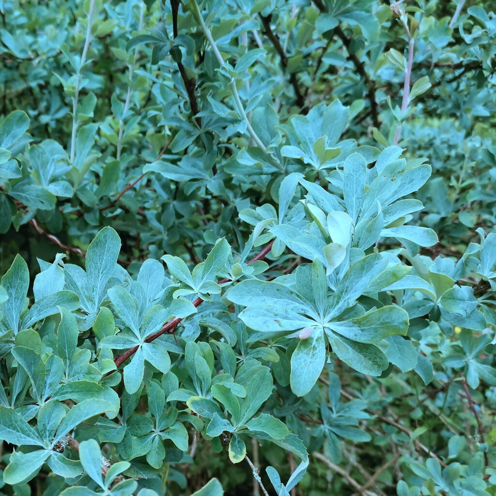 BERBERIS temolaica - blue barberry