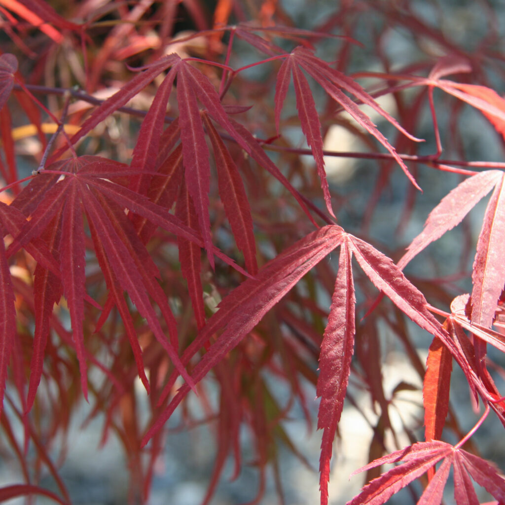 ACER palmatum 'Red Cloud'