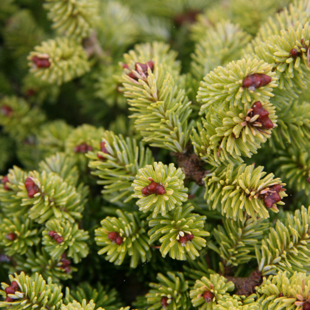 ABIES fraseri 'Recker' - Fraser fir