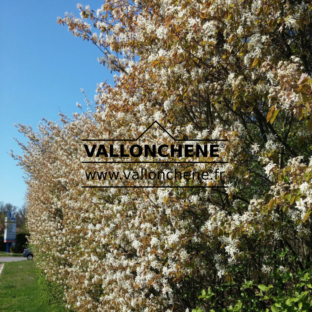 AMELANCHIER Lamarckii Snowy Mespilus