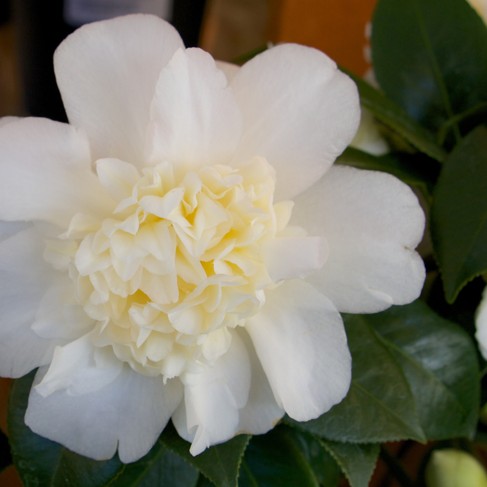 CAMELLIA japonica ‘Brushfield’s Yellow’ en Mars