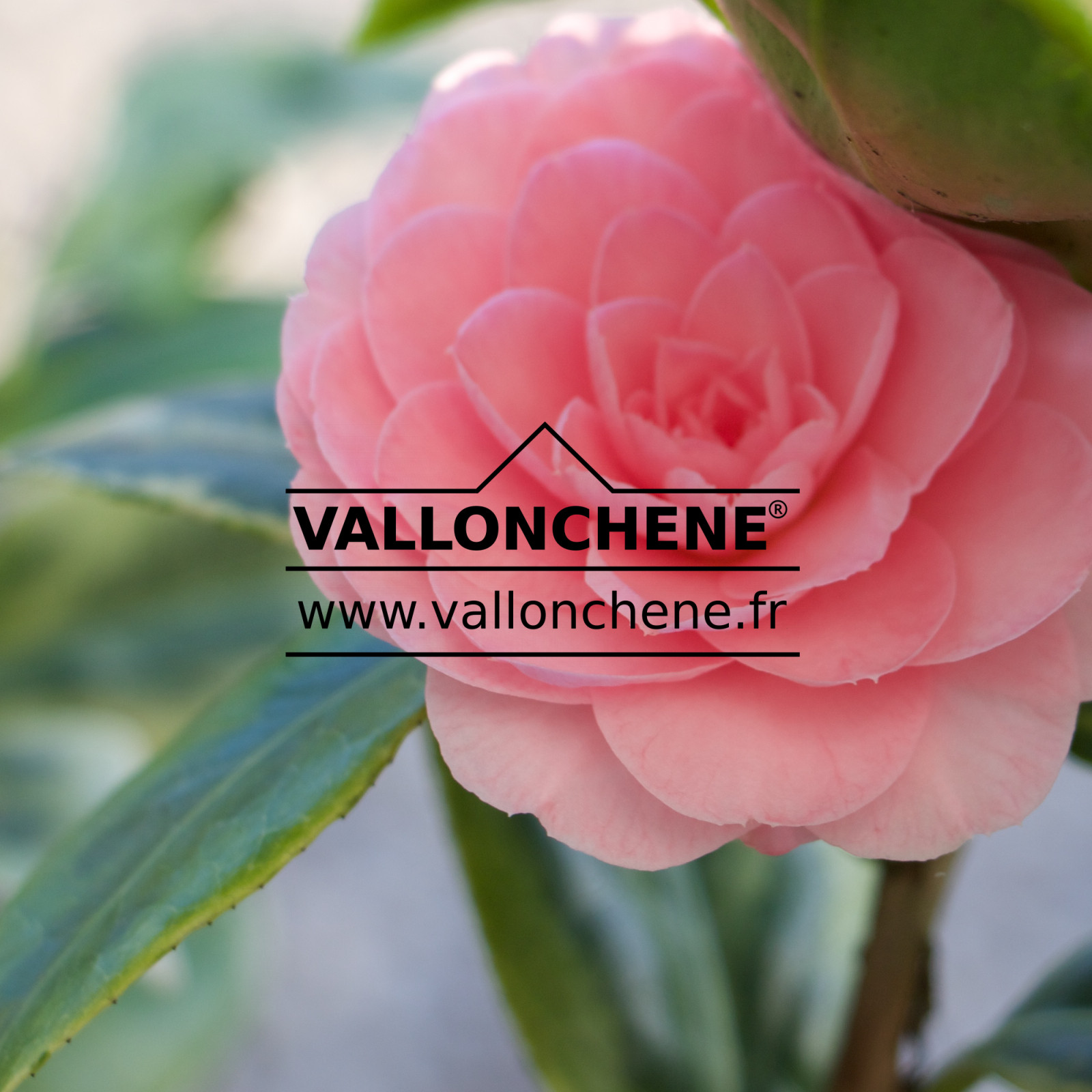 CAMELLIA japonica ‘Dazzling Pink’ en Mars