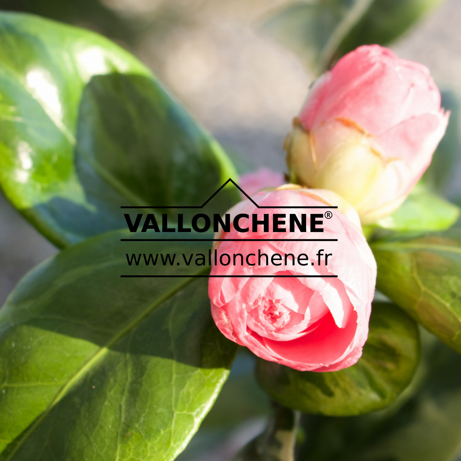 CAMELLIA japonica ‚Dazzling Pink‘ en Mars