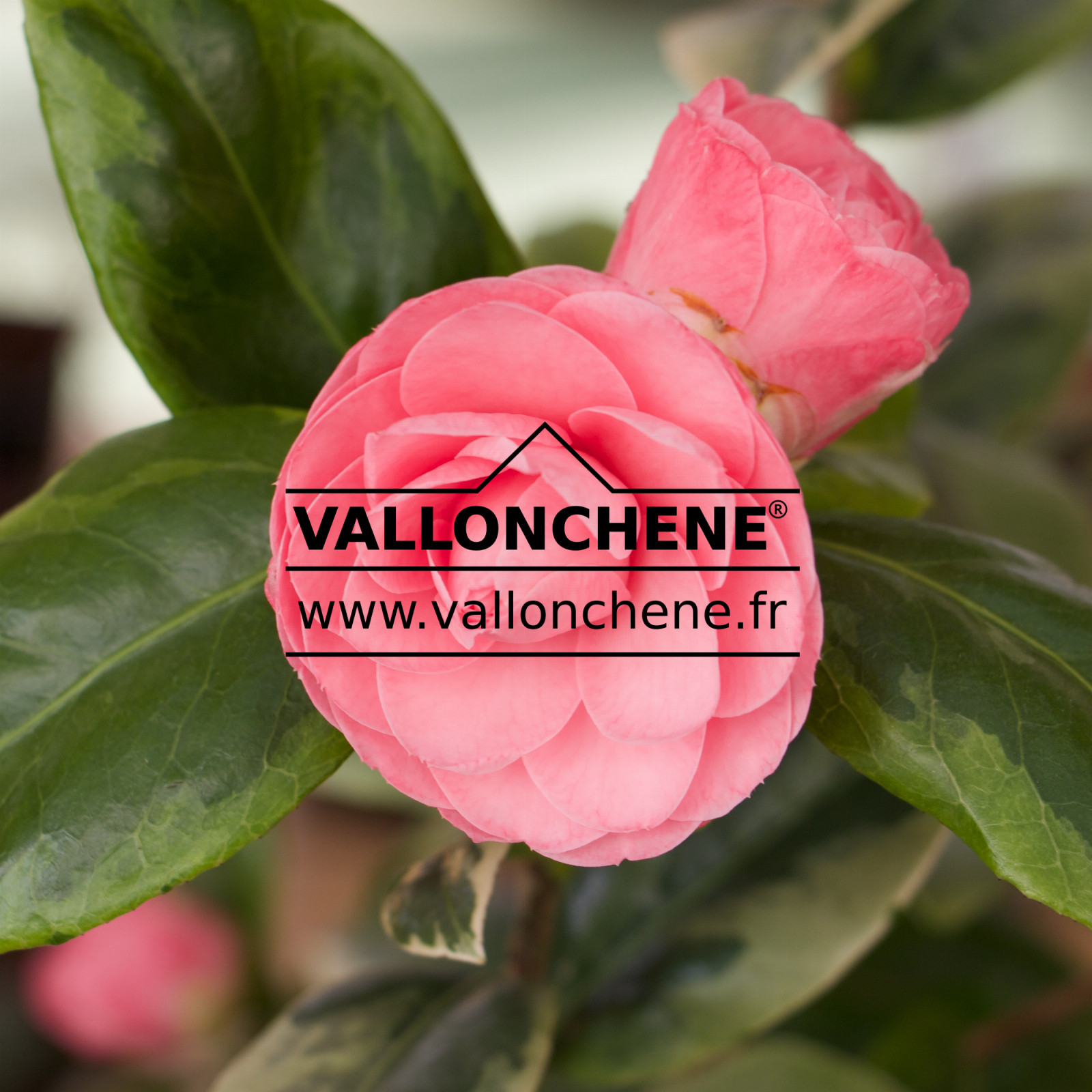 CAMELLIA japonica ‚Dazzling Pink‘ en Mars