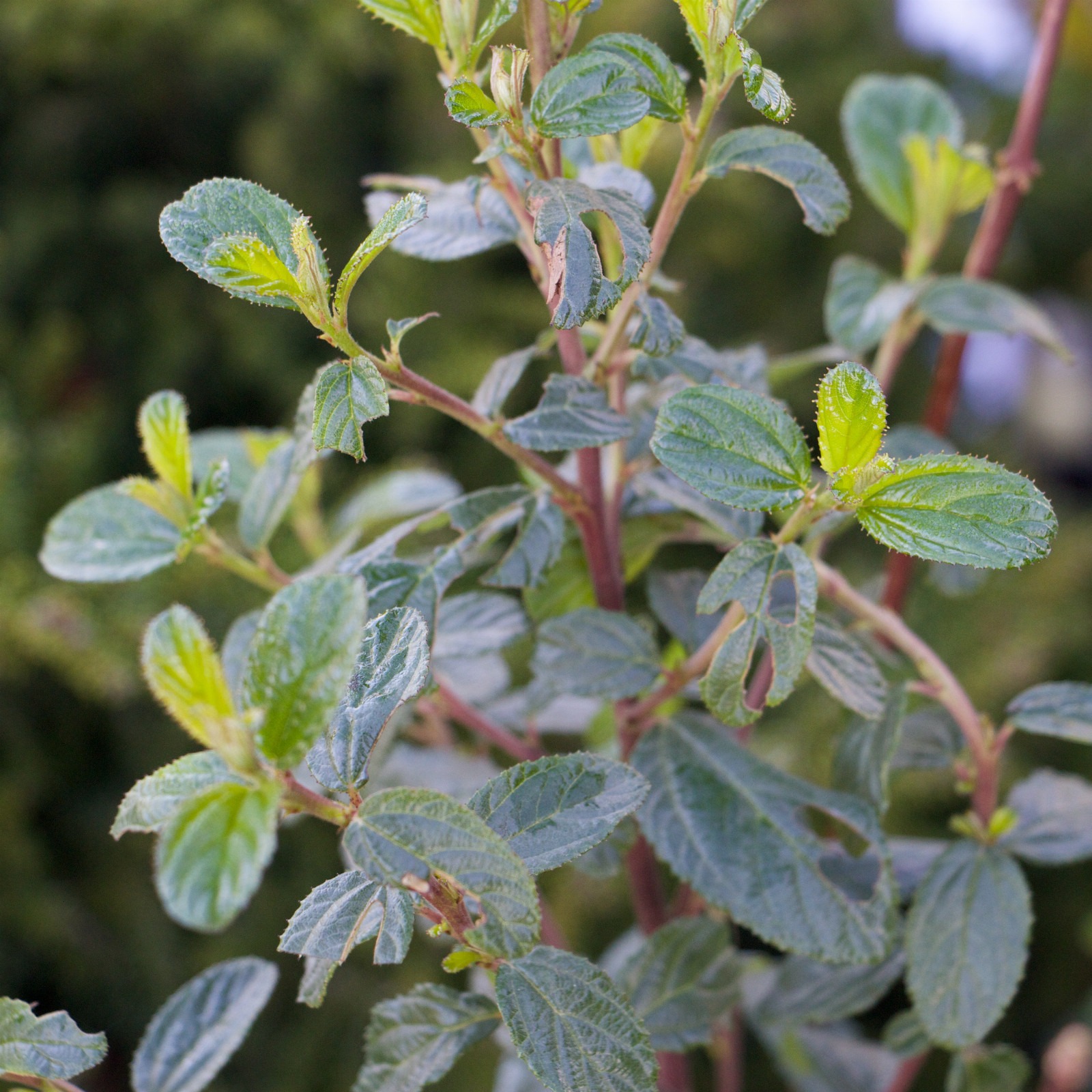 CEANOTHUS burkwoodii en Mars