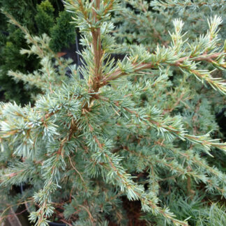 CEDRUS libani ssp atlantica 'Saphire Nymph' en Octobre