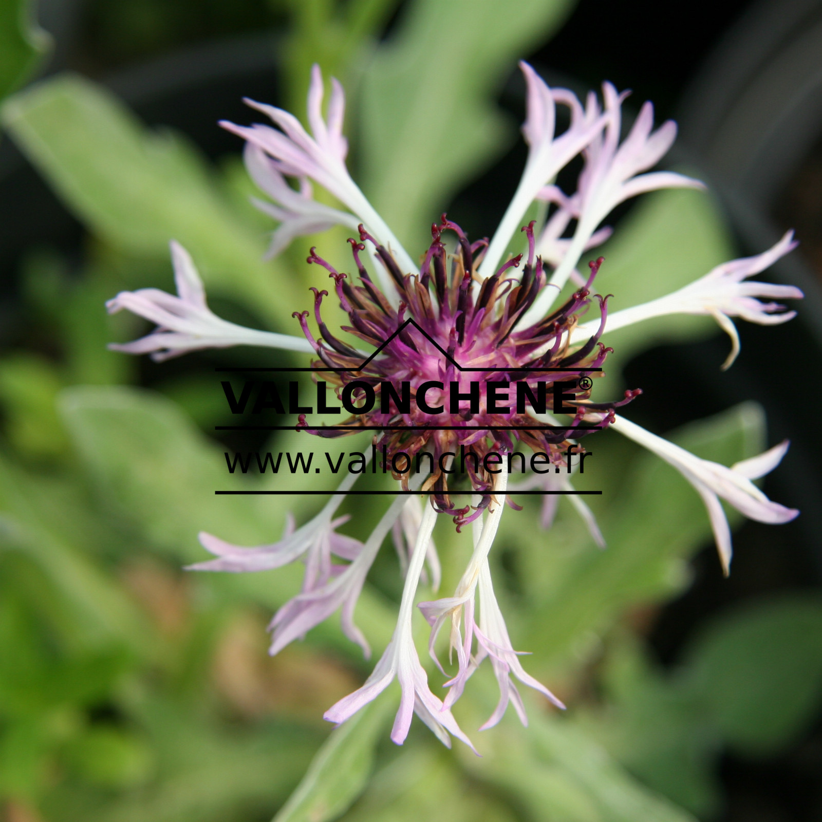 CENTAUREA montana 'Amethyst in Snow' en Avril