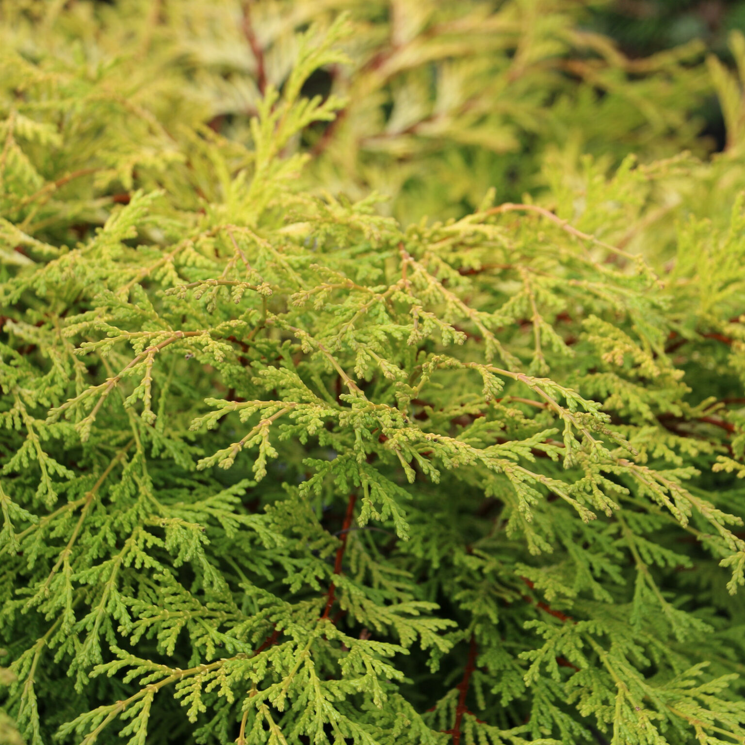 CHAMAECYPARIS obtusa 'Kamarachiba'