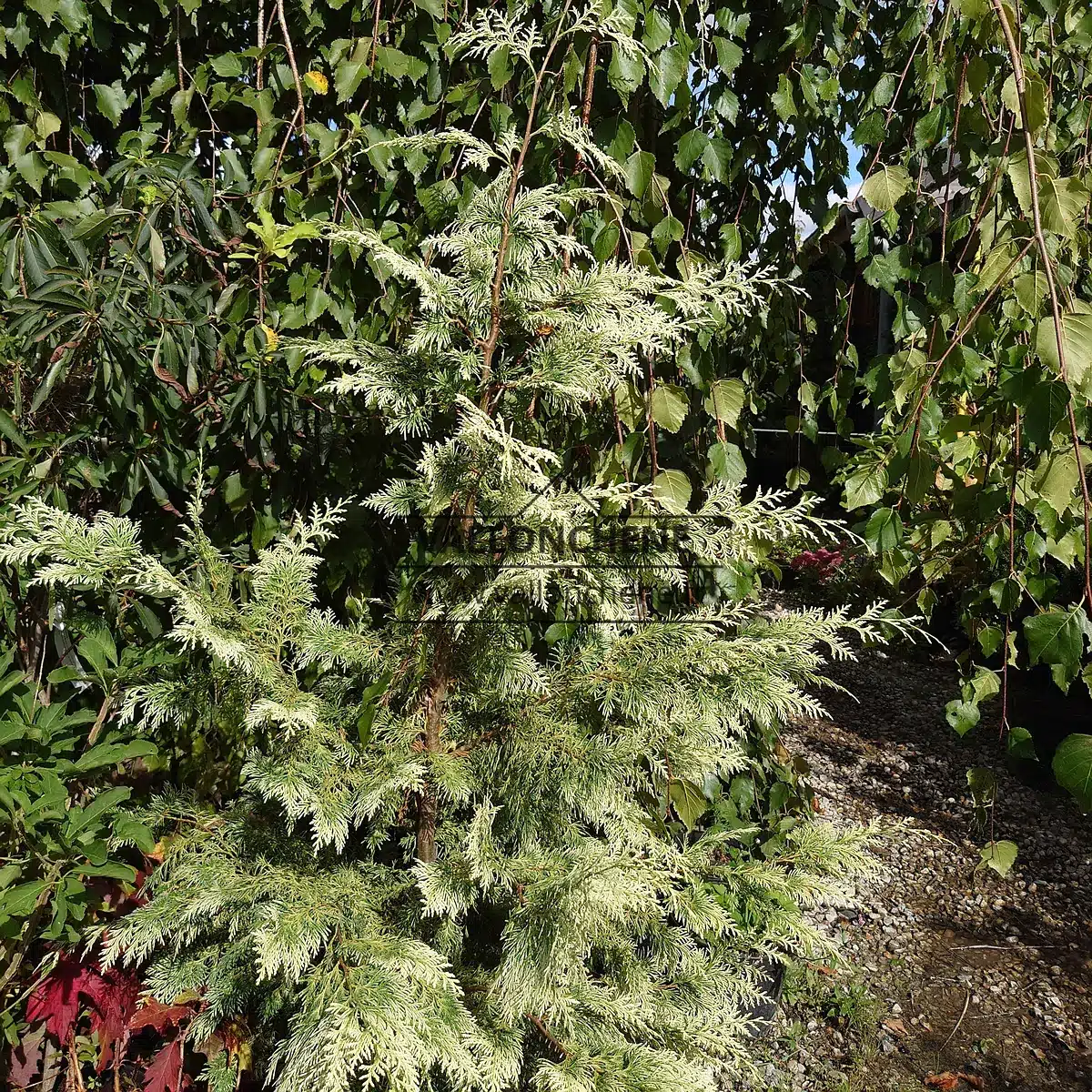 Un CHAMAECYPARIS lawsoniana 'Luna' avec ses pousses franchement blanches