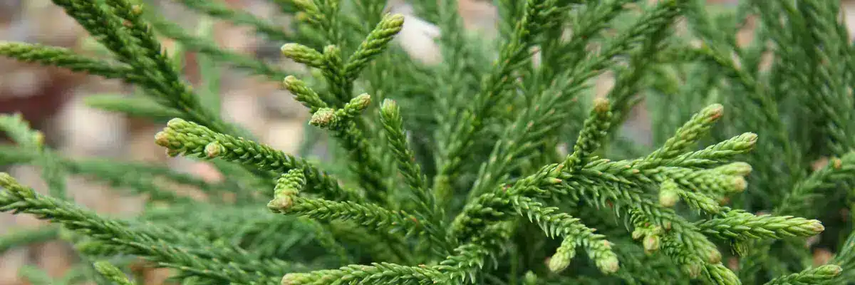 CRYPTOMERIA japonica 'Little Champion' - Vallonchêne