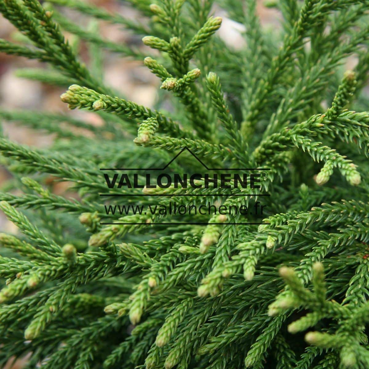 CRYPTOMERIA japonica 'Little Champion' - Vallonchêne