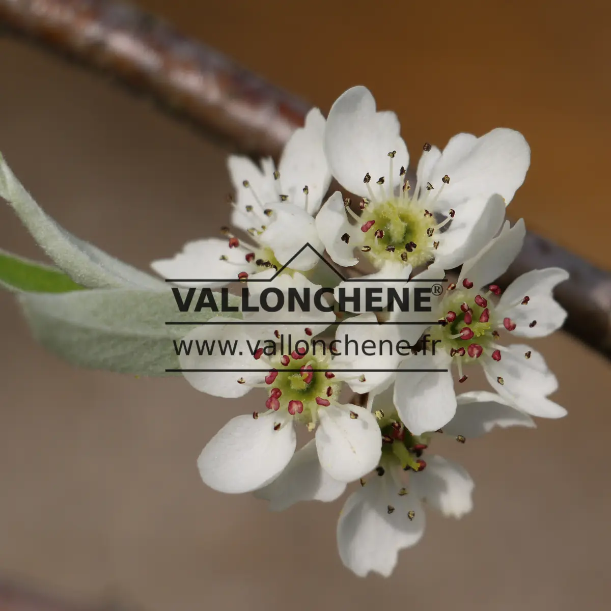 Weidenblaettrige Birne Pyrus salicifolia Pendula Stock Photo - Alamy