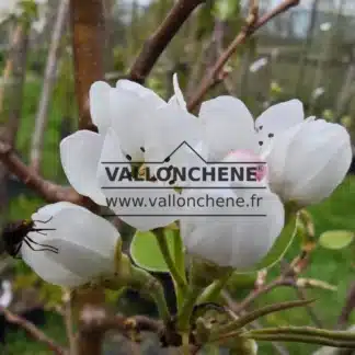 White flowers of PYRUS communis 'Conference'