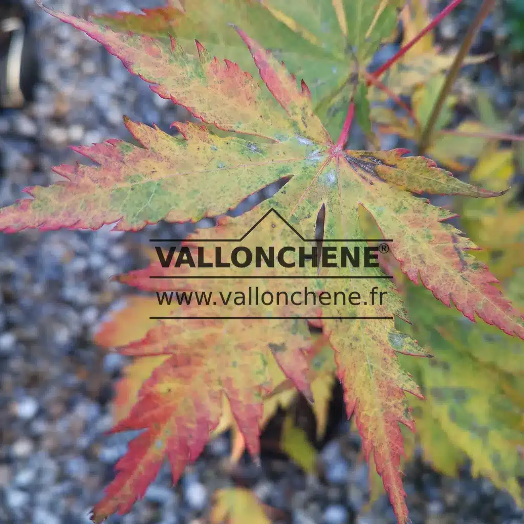 Leave of ACER pseudosieboldianum 'North Wind' (R) with green, yellow and red colours in autumn