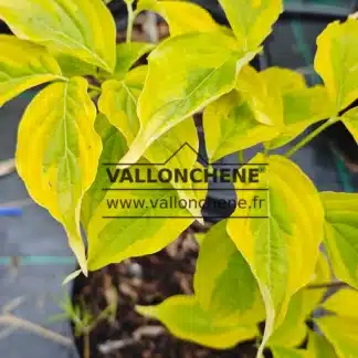 Variegated green foliage with yellow edges of CORNUS x rutgersensis 'Celestial Shadow' in spring