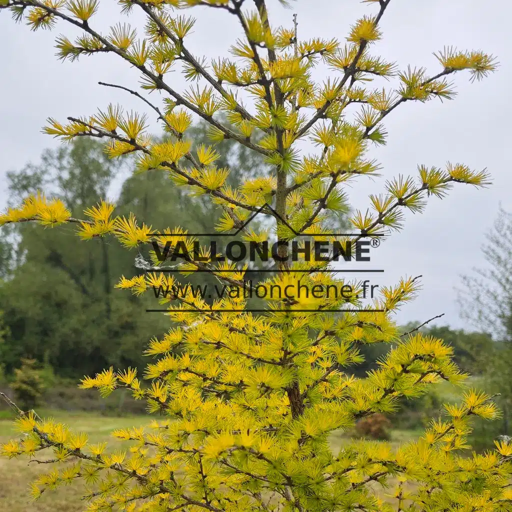 LARIX kaempferi 'Magic Gold' with its intense yellow foliage