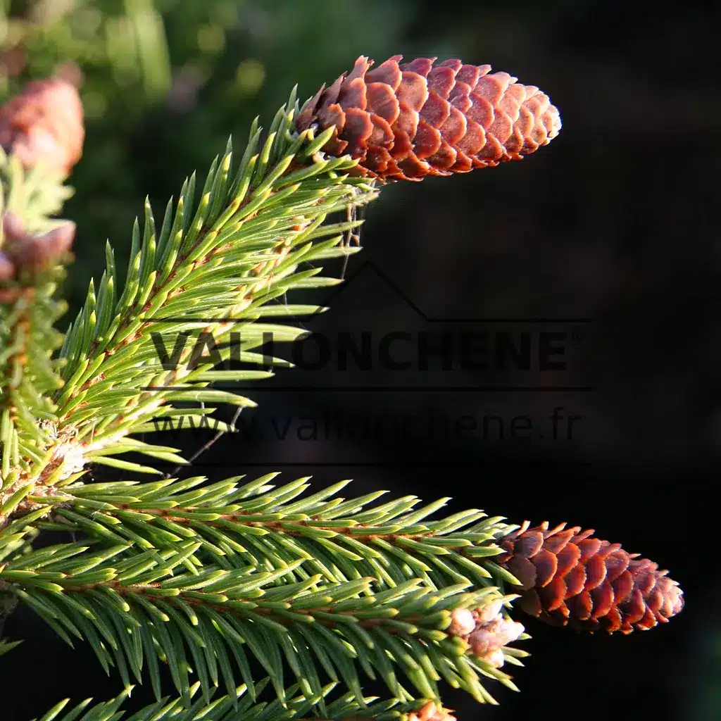 Close-up of mature cones of PICEA abies 'Pusch'