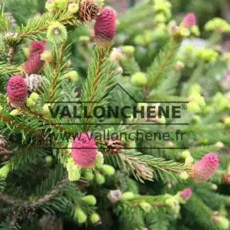 Light green shoots and pink cones of PICEA abies 'Pusch' in spring