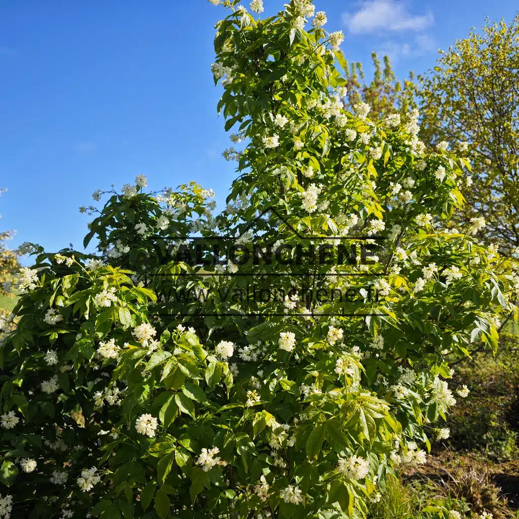 STAPHYLEA colchica covered with white flowers in spring