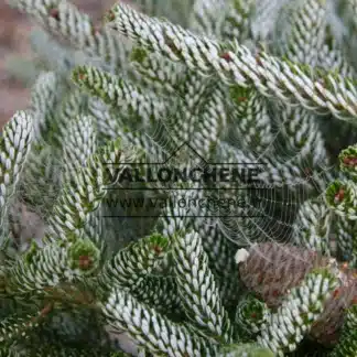 Branches avec des aiguilles blanches recourbées de l'ABIES koreana 'Silberlocke'