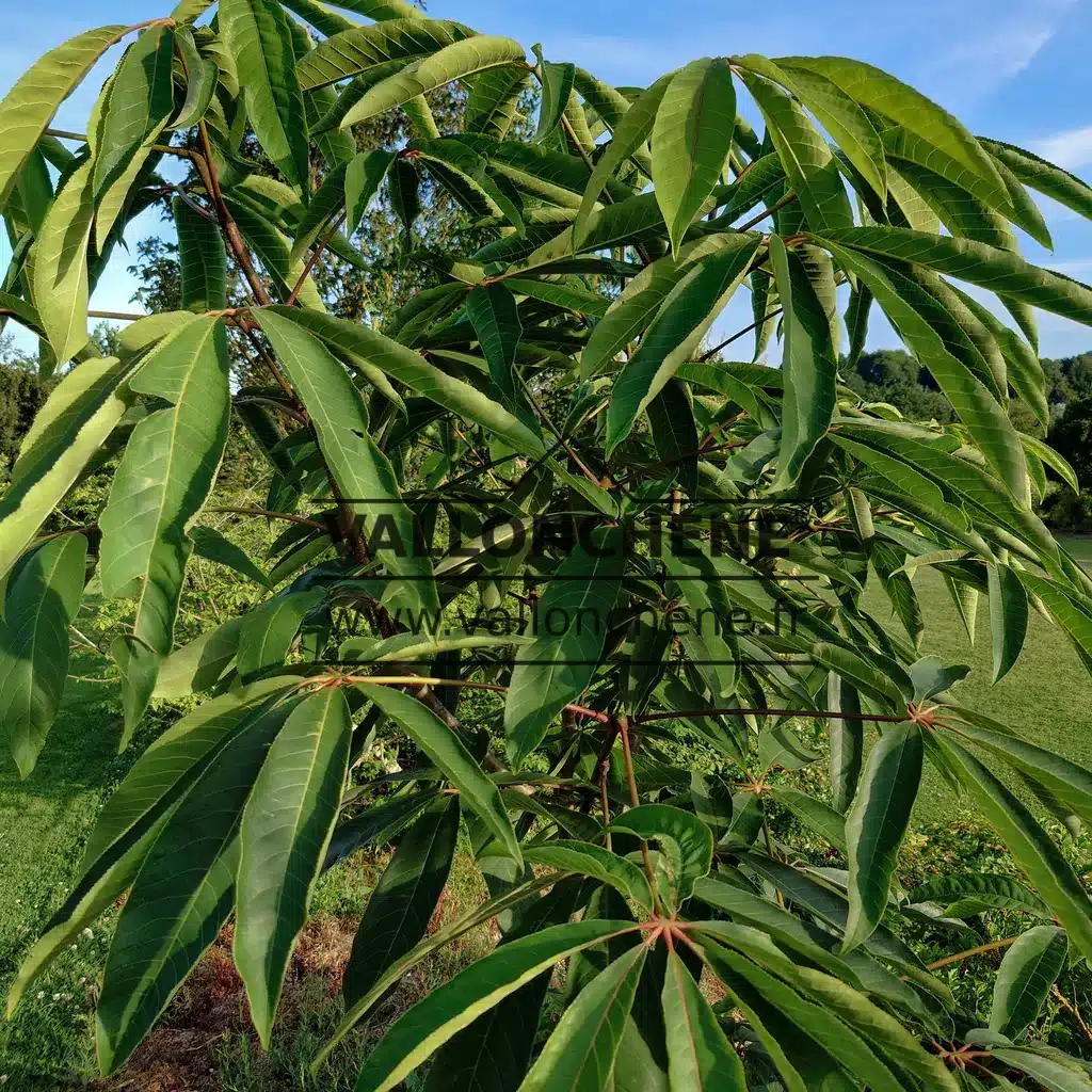 An AESCULUS wilsonii with its dense foliage in summer