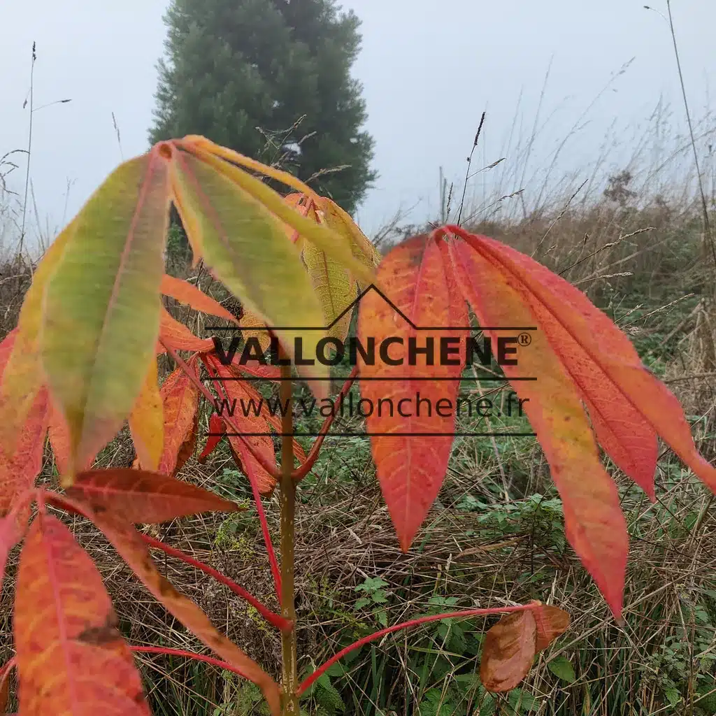 Flamboyant colors of the autumn foliage of AESCULUS wilsonii