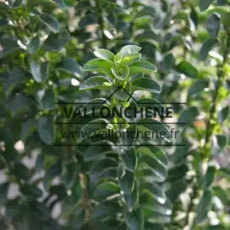 The dark, glossy leaves of an EUONYMUS japonicus 'Benkomasaki'