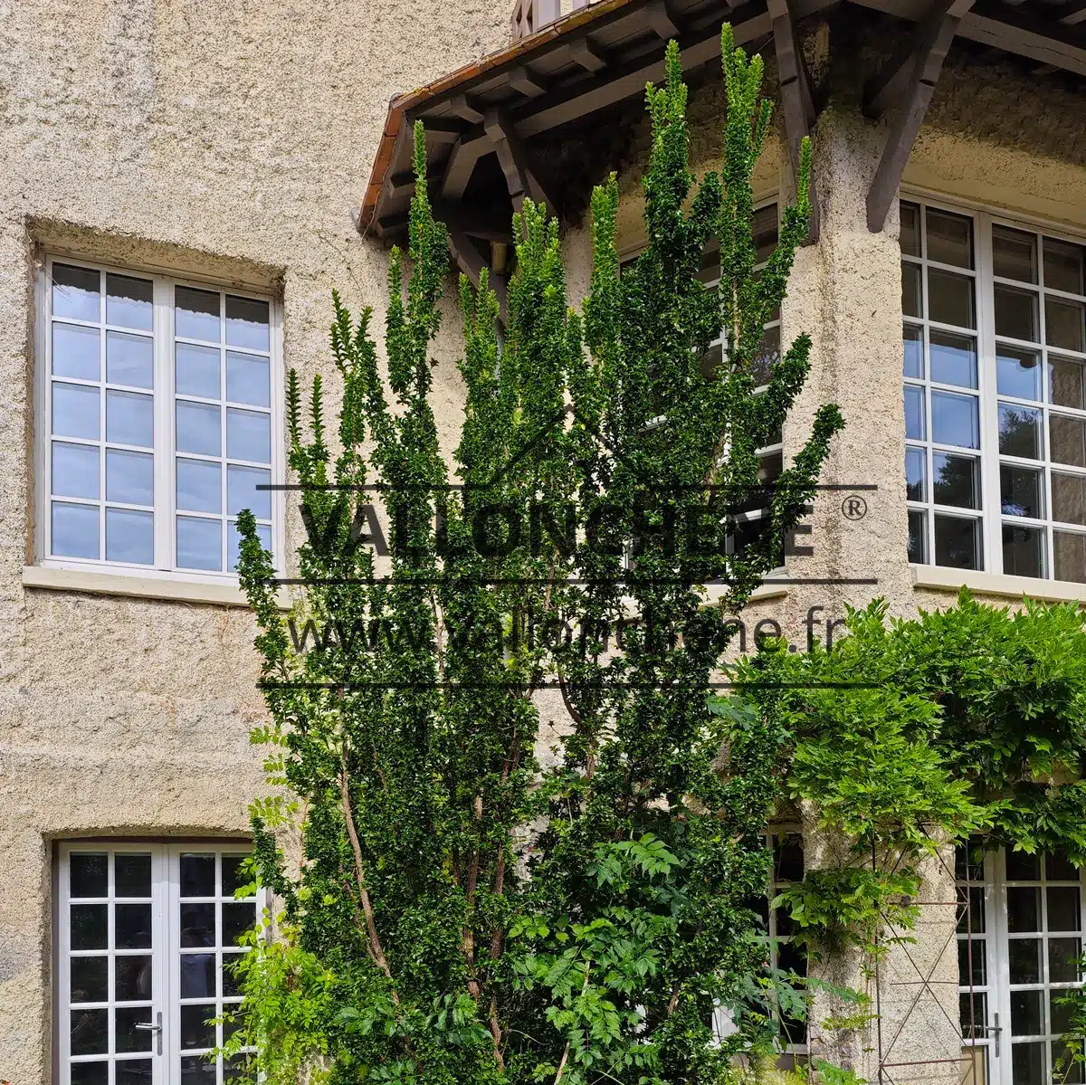 A specimen of EUONYMUS japonicus 'Benkomasaki' at Vastérival, probably about twenty years old