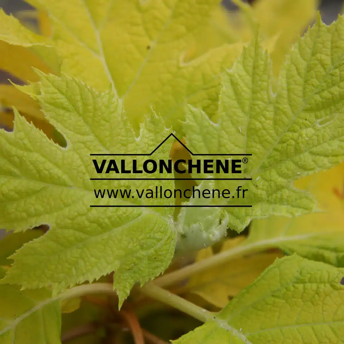 A close-up showcasing the vibrant yellow leaves of the HYDRANGEA quercifolia 'Little Honey'