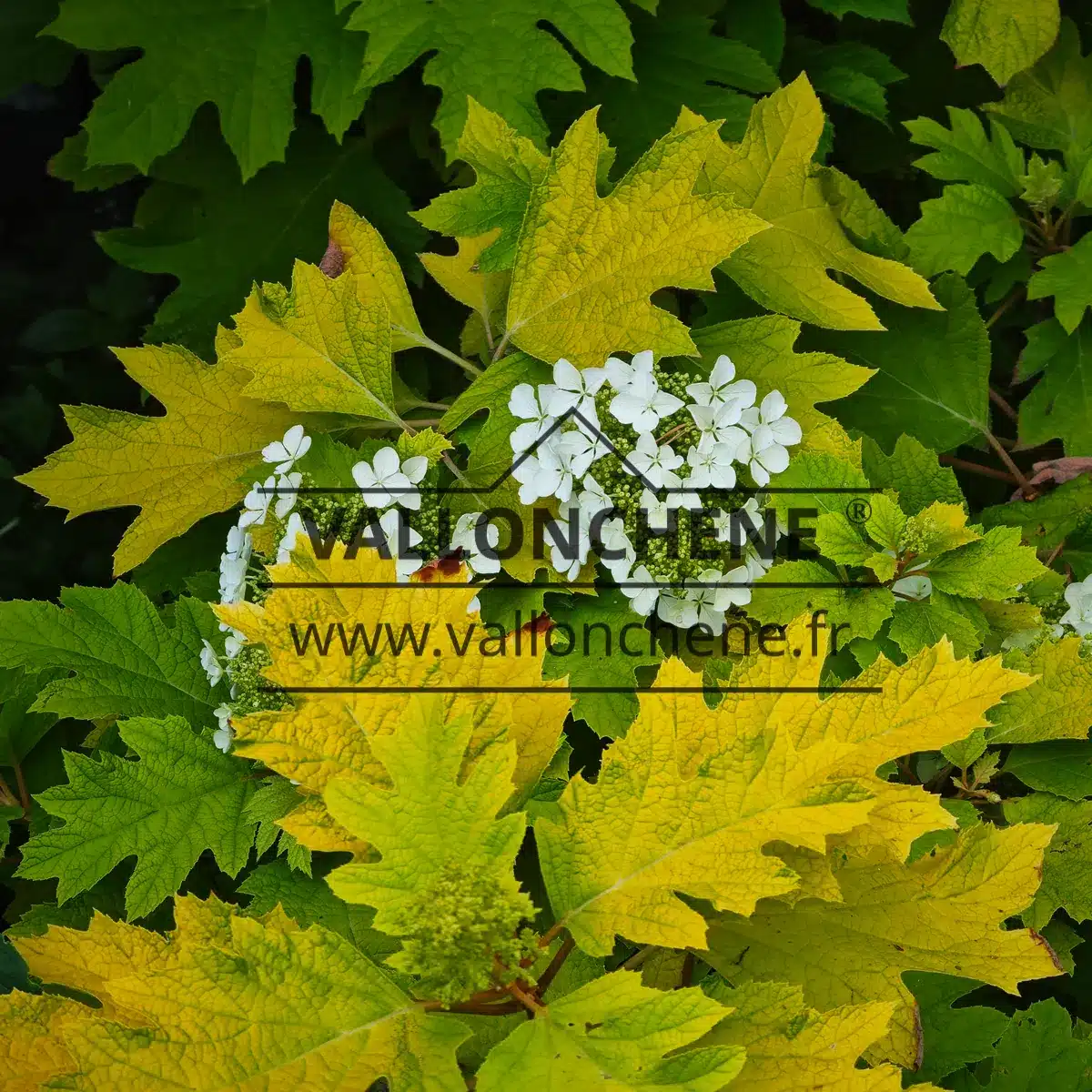 The HYDRANGEA quercifolia 'Little Honey' leaf and flower come together in this close-up, a study in contrasting colors of sunny yellow and pure white