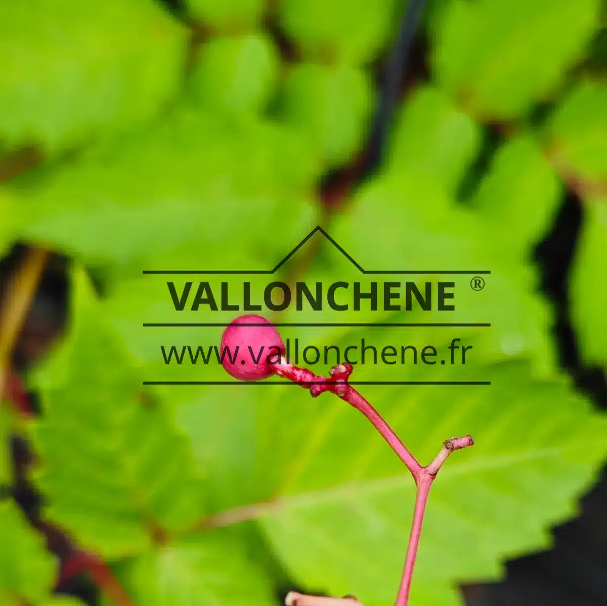 Pink fruit of AMPELOPSIS megalophylla