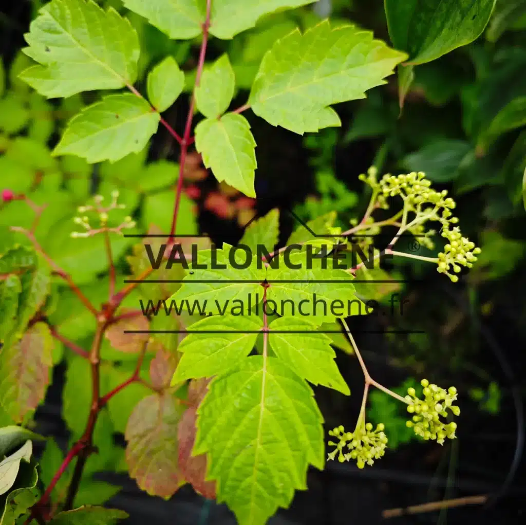 Laub und Blüten von AMPELOPSIS megalophylla