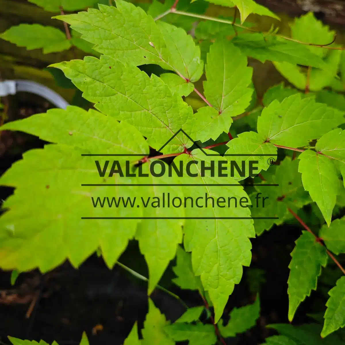 Foliage of AMPELOPSIS megalophylla