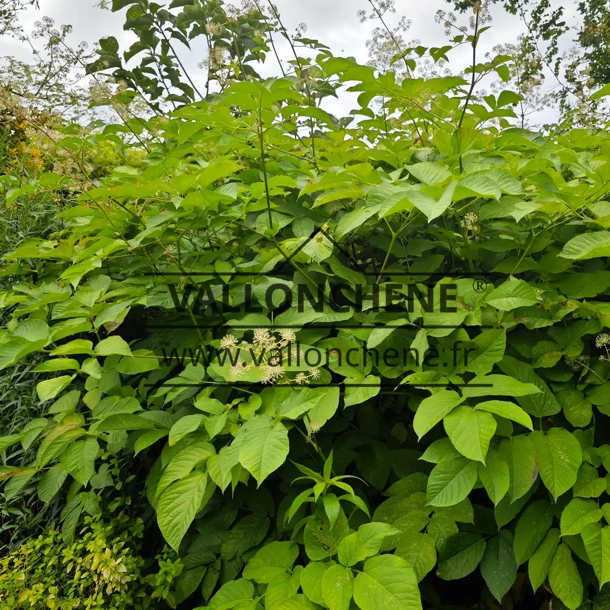 Follaje verde exuberante de la ARALIA schmidtii var. verticillata