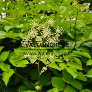 Macro shot of the ARALIA schmidtii var. verticillata flower