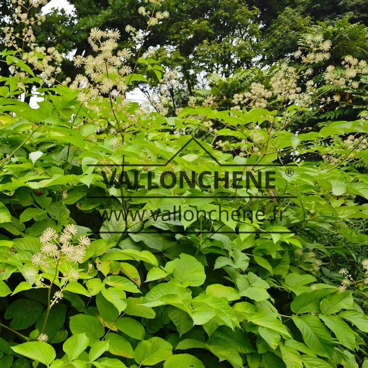 Una ARALIA schmidtii var. verticillata en verano, con su magnífico follaje y sus bonitas flores blancas.