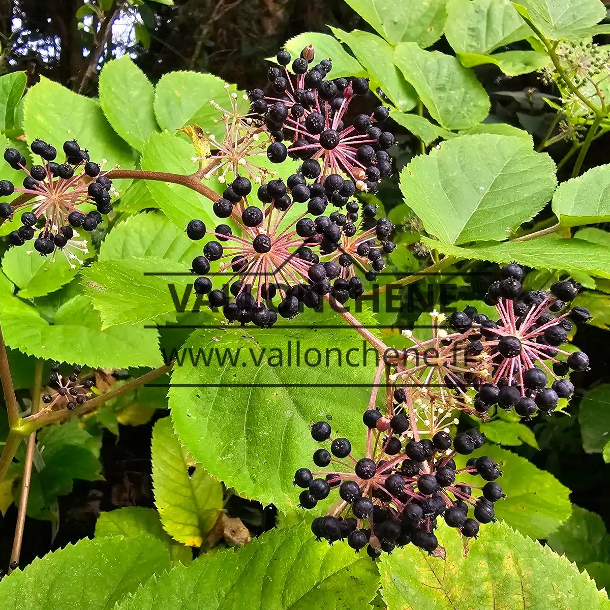 Frutos negros muy decorativos de la ARALIA schmidtii var. verticillata