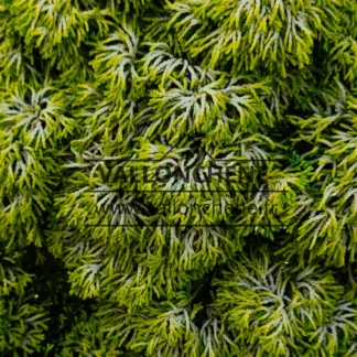 Close-up of foliage of CHAMAECYPARIS obtusa 'Butter Ball'